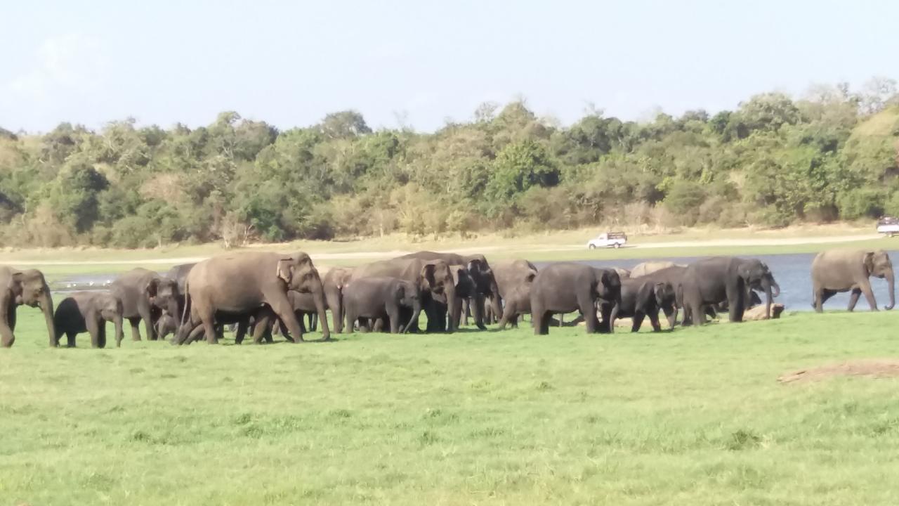 Sigiriya Amenity Home Stay Eksteriør bilde