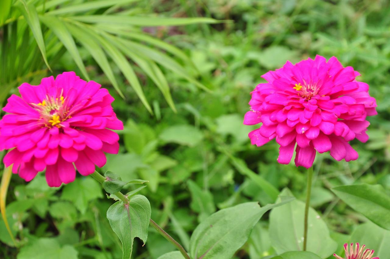 Sigiriya Amenity Home Stay Eksteriør bilde