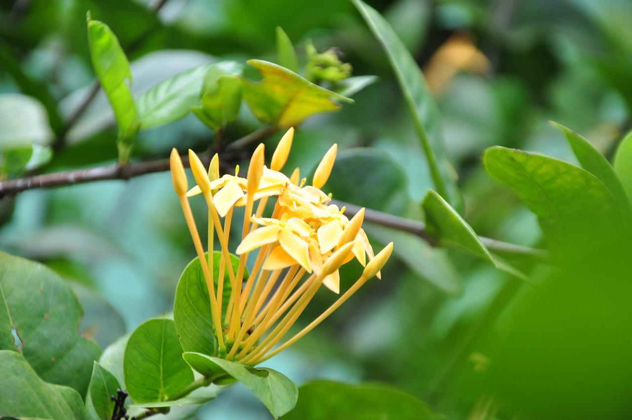 Sigiriya Amenity Home Stay Eksteriør bilde
