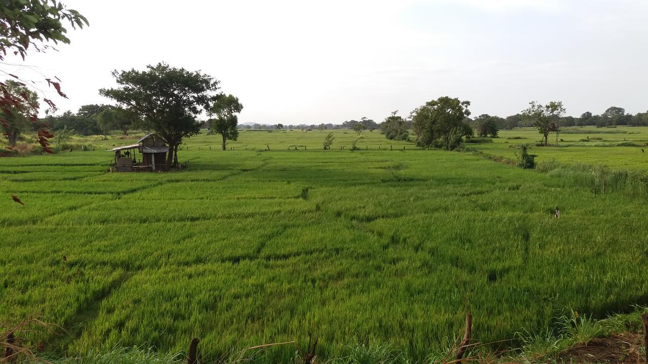 Sigiriya Amenity Home Stay Eksteriør bilde